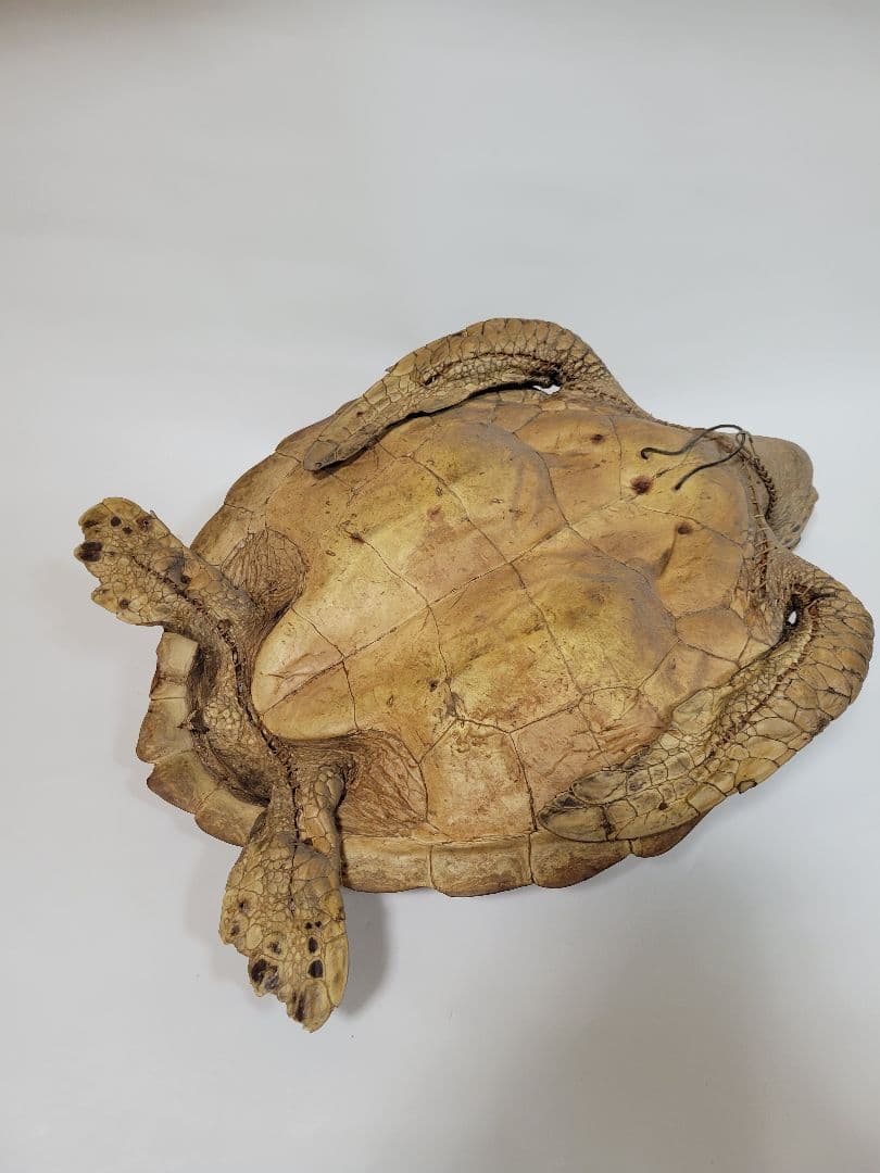 リアルな亀の置物 壁掛けインテリア