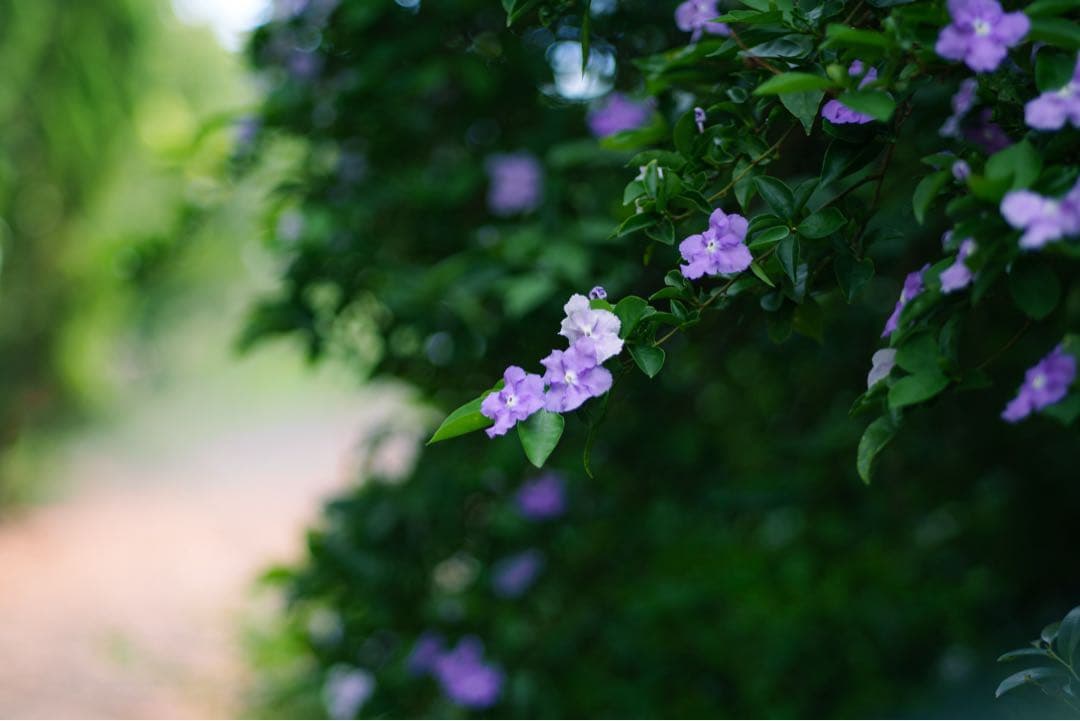 Sonyα6700 ミラーレス一眼カメラ レンズ2種類付き