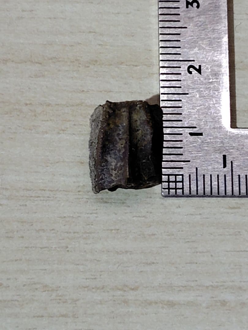 ハドロサウルス類　歯　化石　恐竜