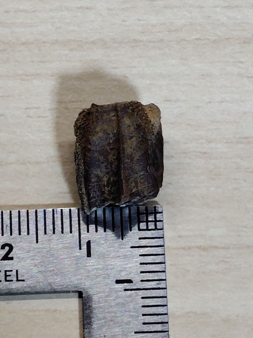 ハドロサウルス類　歯　化石　恐竜