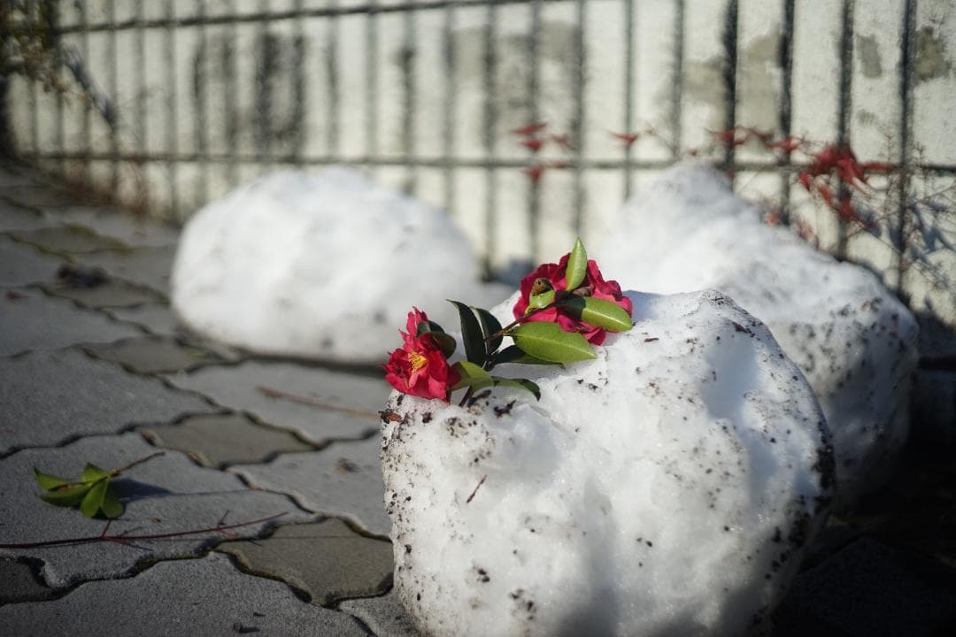 LEICA SUMMICRON-M 50mm F2 初期-前期型