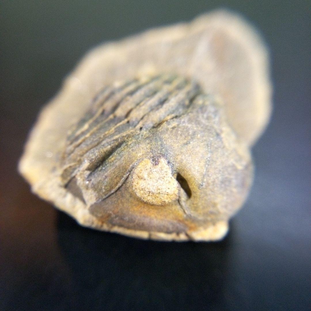 三葉虫　化石　fossil　ボリビア産　trilobite　南アメリカ化石郡⑧