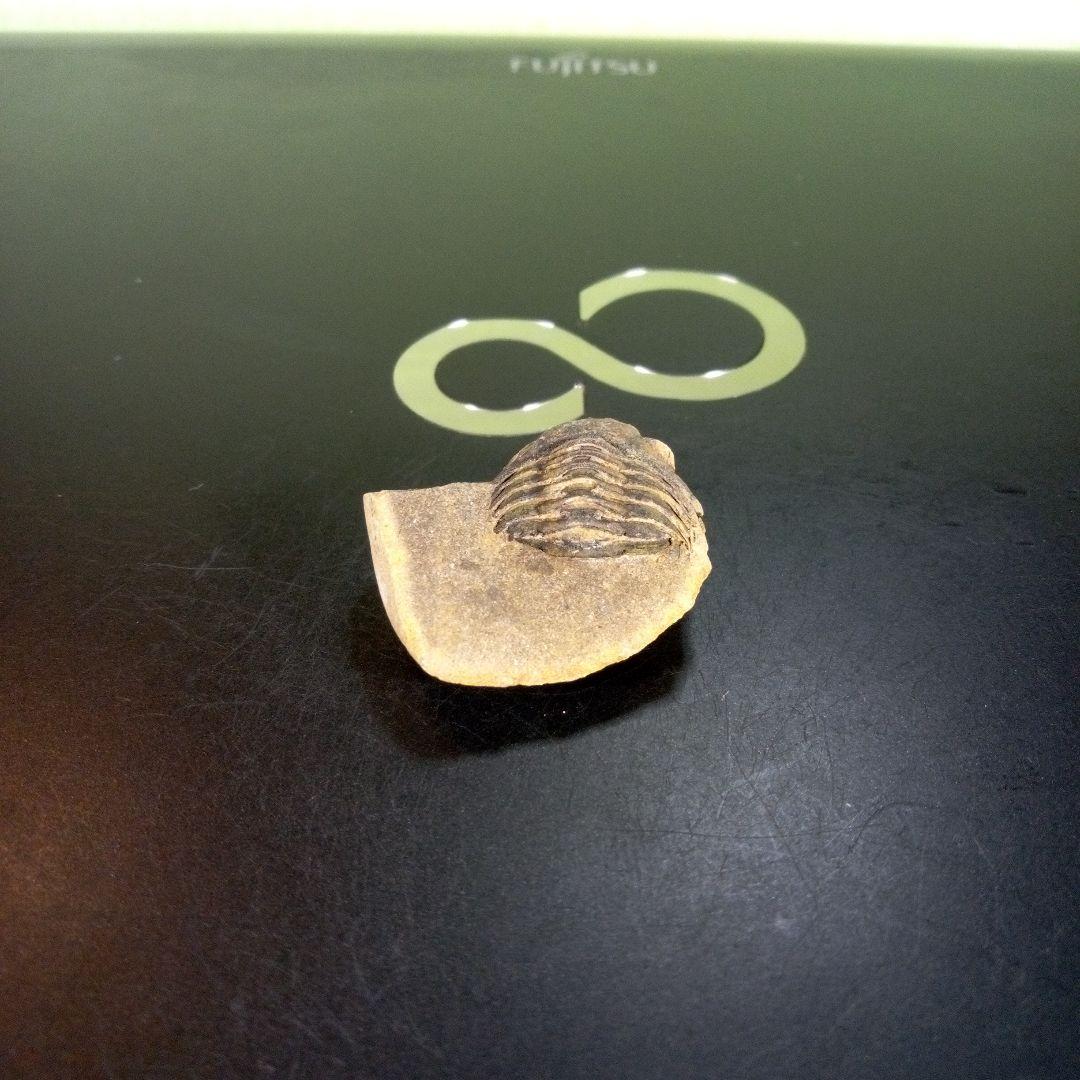 三葉虫　化石　fossil　ボリビア産　trilobite　南アメリカ化石郡⑧