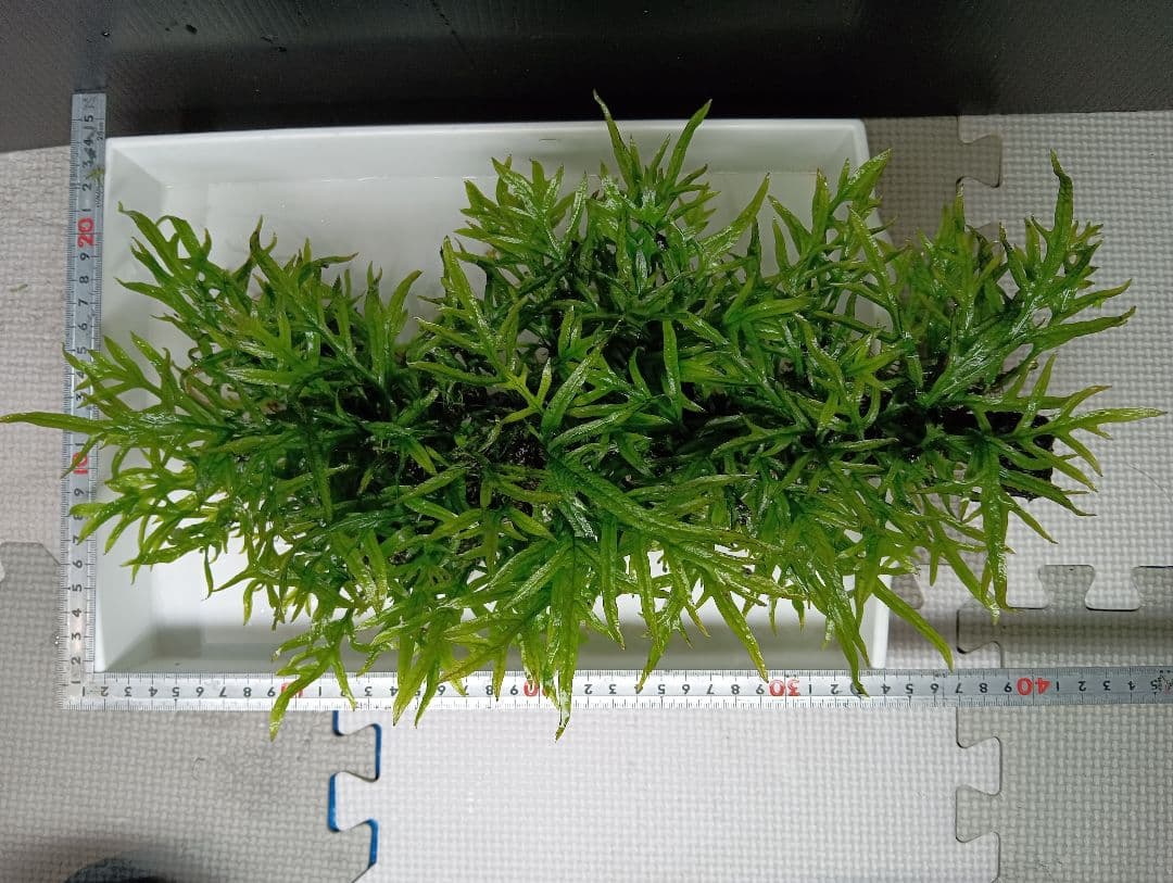 サウザーさま専用　特大ミクロソリウムsp.ソカン　シャープリーフ流木活着