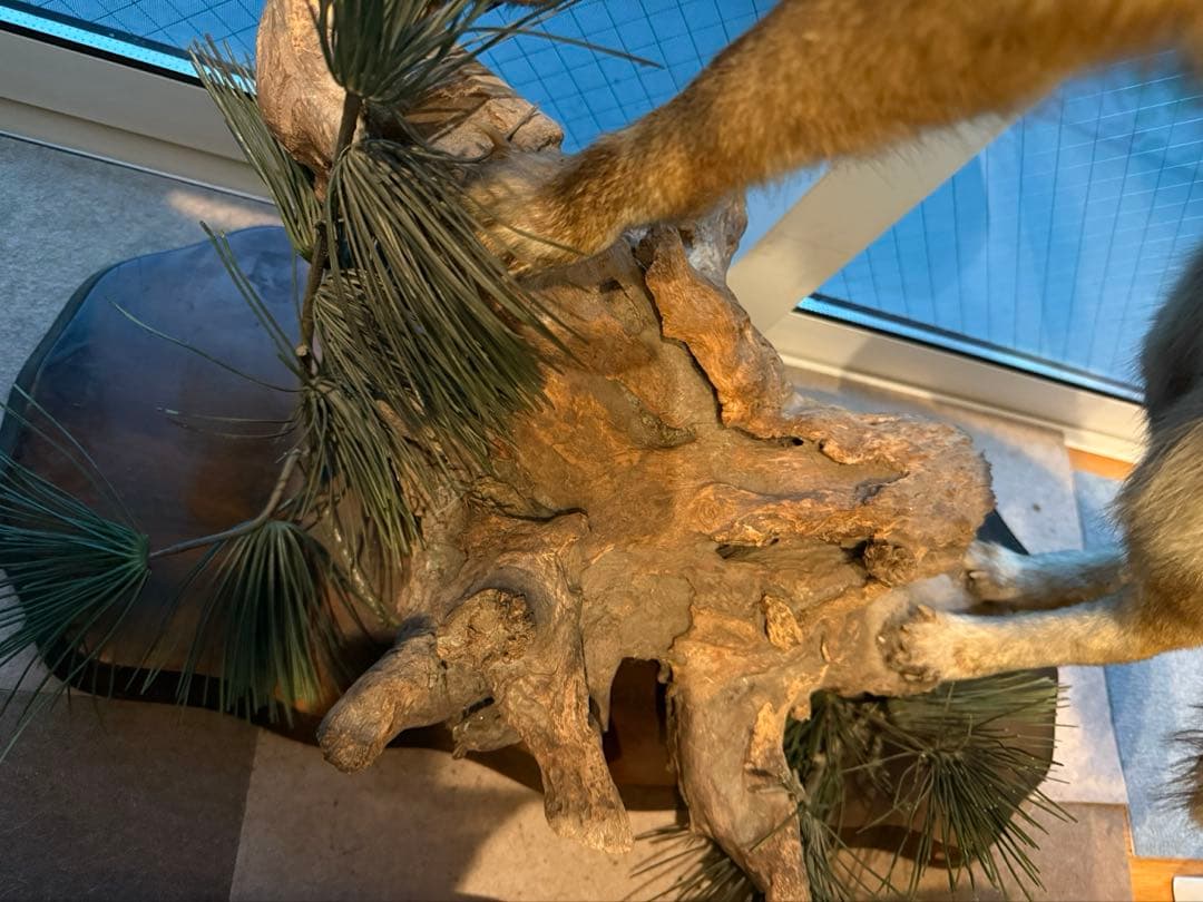 キツネの剥製 台座は本物の木　松の葉はフェイク