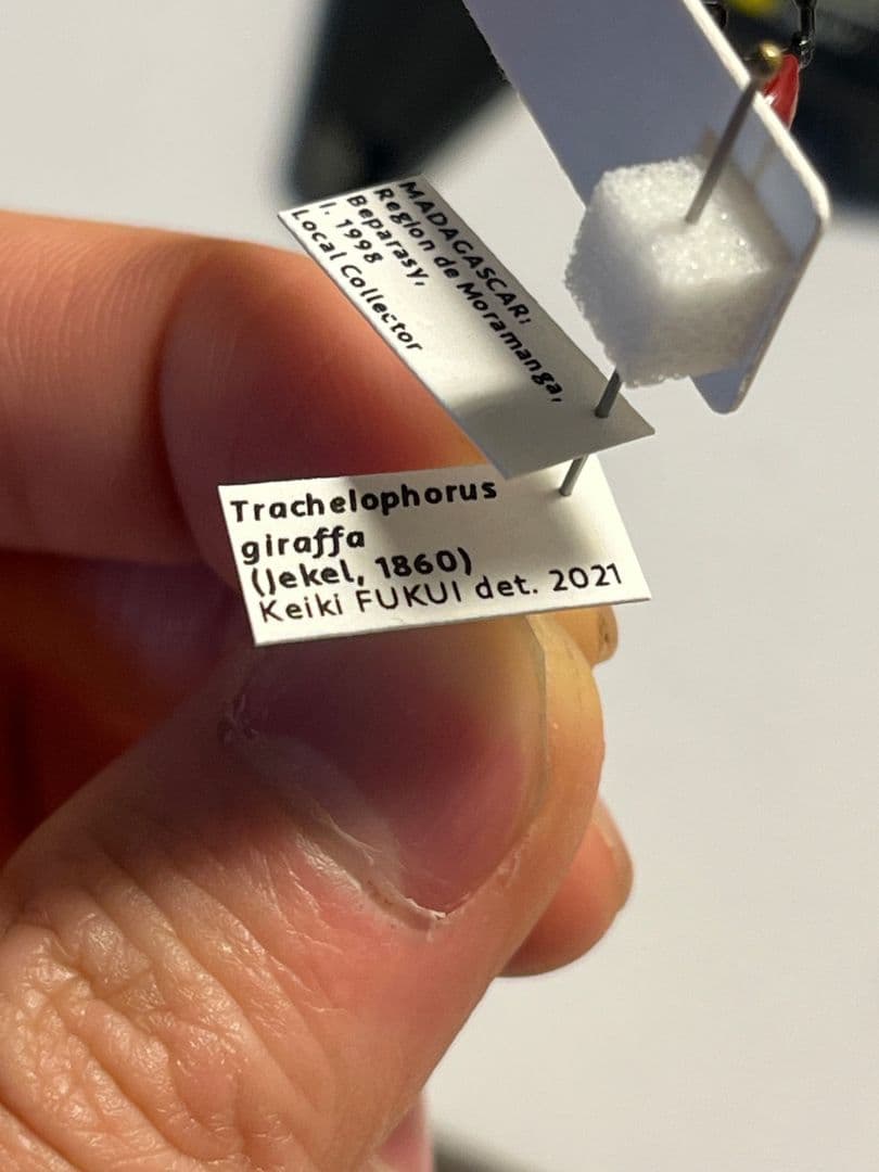 【極美展足】キリンクビナガオトシブミ 立体標本 福井敬貴作品 ハンミョウゾウムシ