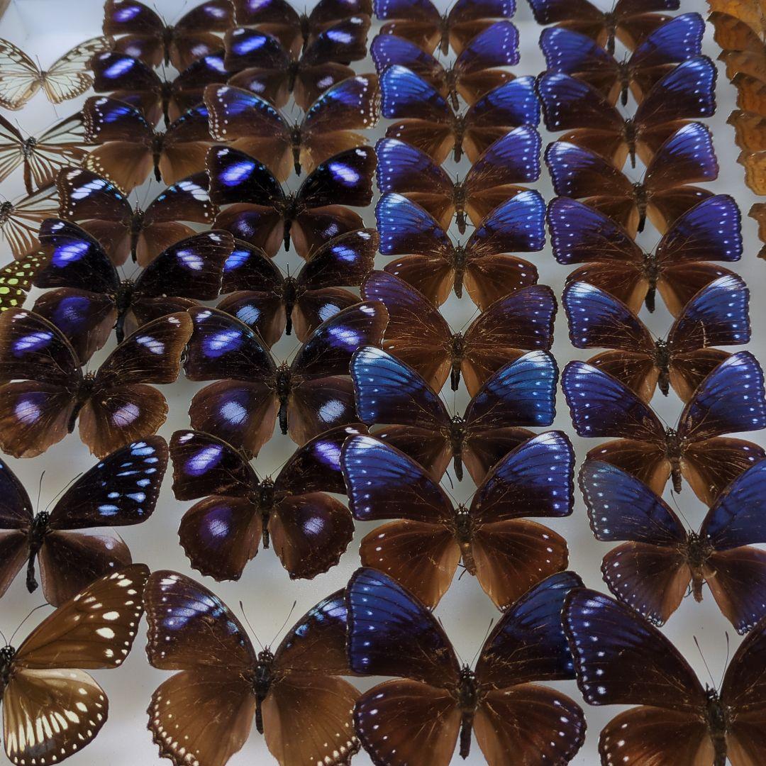 リユウキユウムラサキ14頭、外、沖縄迷蝶