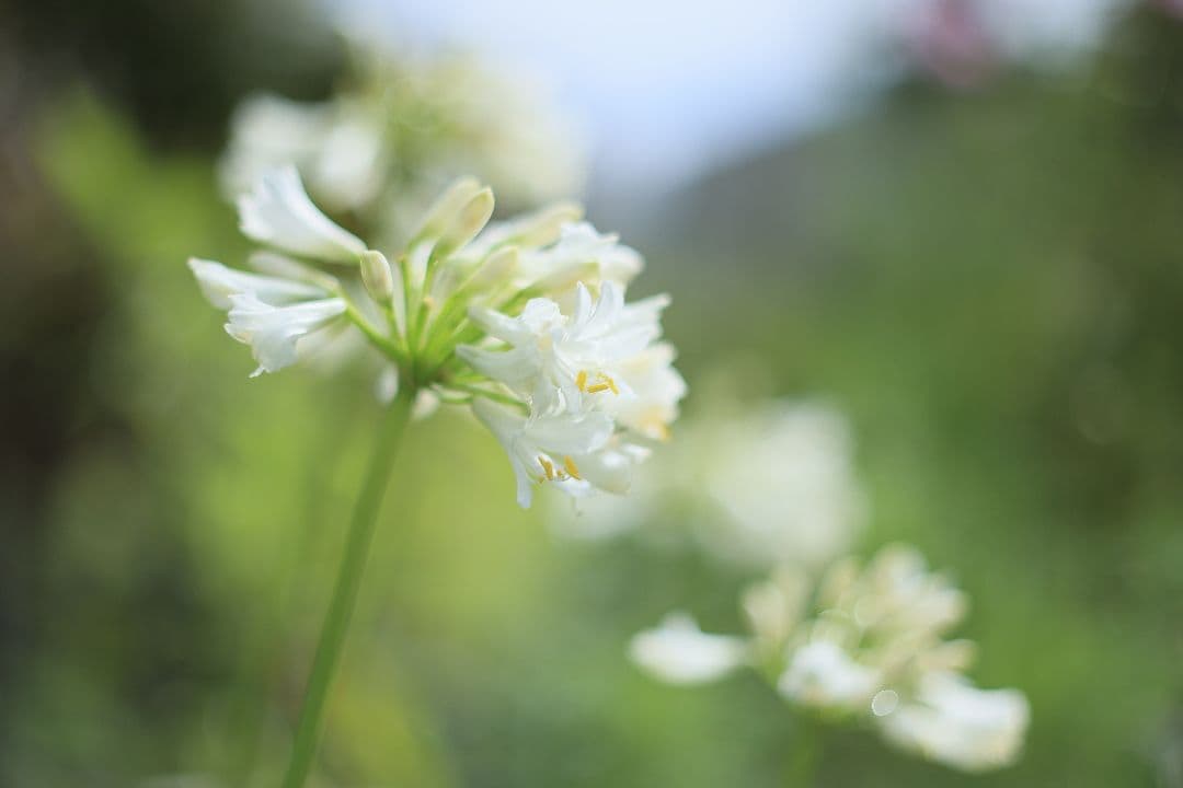 FUJINON 55mm F1.8 初期型 【光学美品】