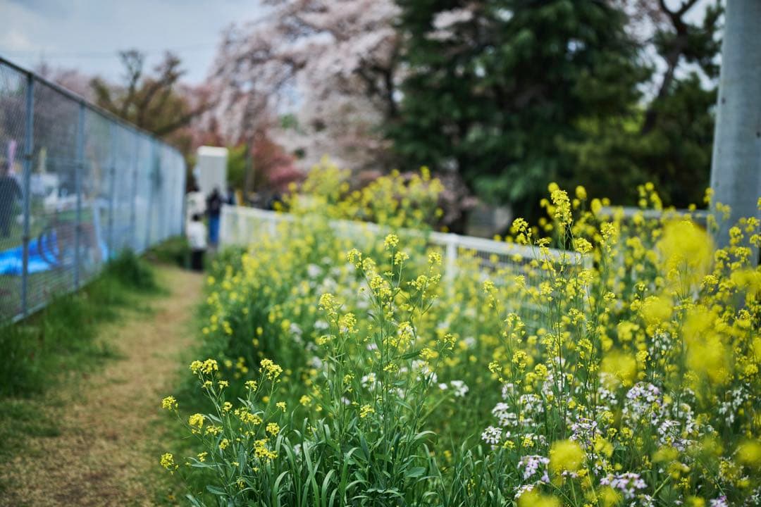 SIGMA シグマ 40mm F1.4 DG HSM Art Canon EF用