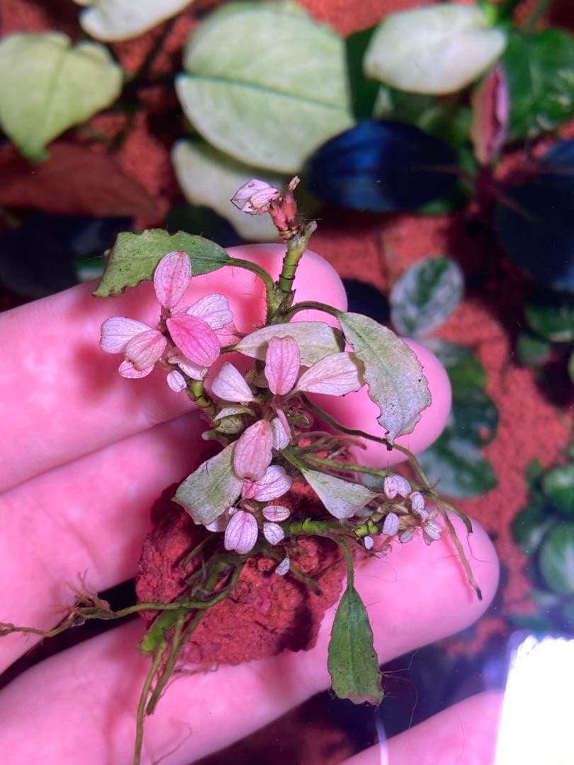 M*r様 ブセファランドラｓｐ. ピンクバリエガータ斑入り　群生株