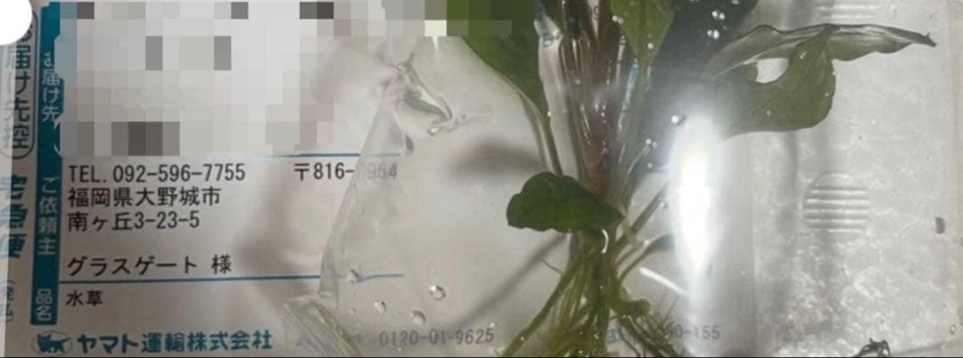 Bucephalandra sp.オリーバ【カミハタ】