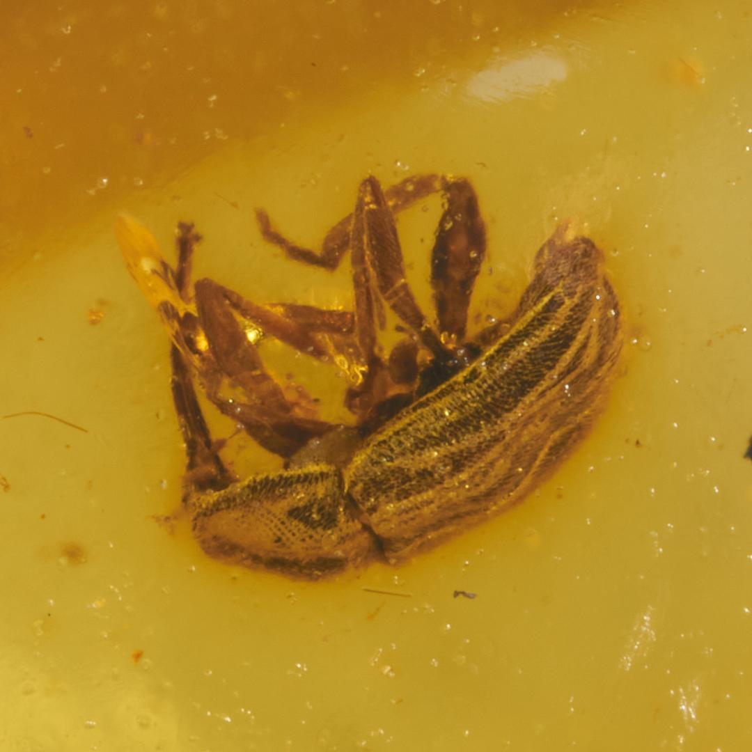 レア極上品 PA0021虫入り琥珀化石　ミャンマーカムティかタナイ9900万年前