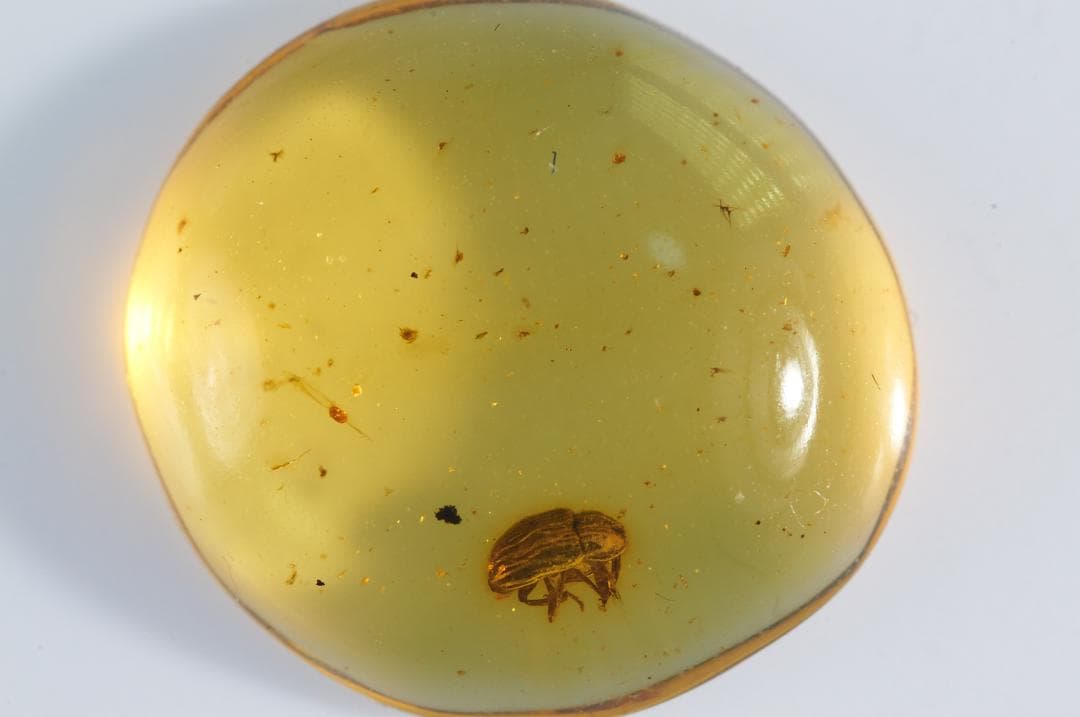 レア極上品 PA0021虫入り琥珀化石　ミャンマーカムティかタナイ9900万年前