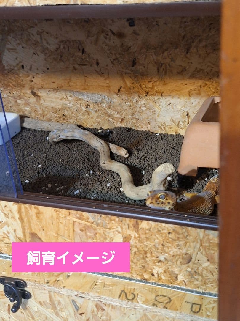 コスパ重視！OSBケージ2個セット(未使用)