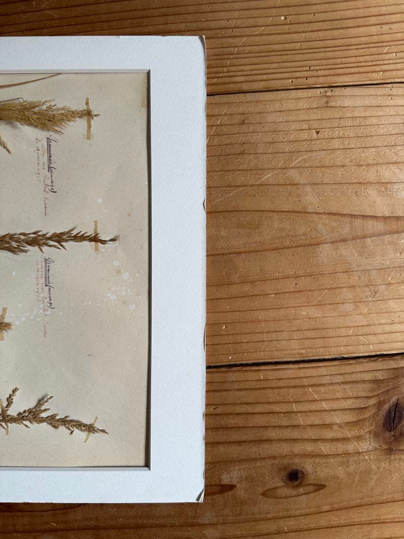 植物標本 フランスブロカント