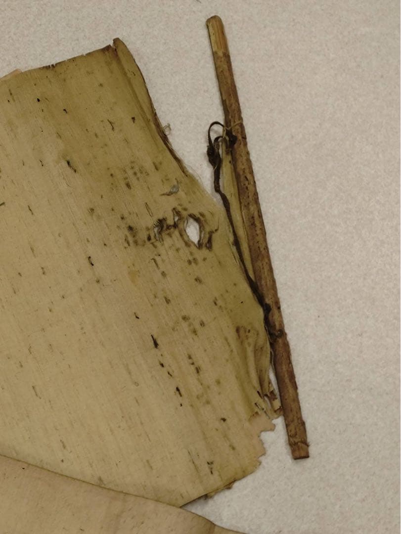 3-2866 掛軸　『庚子初秋写 應舉』　丸山応挙