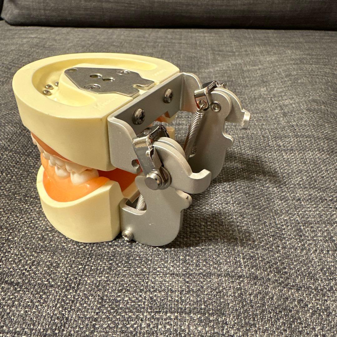 ニッシン　歯科模型　顎模型　歯科衛生士　NISSIN デンタルモデル