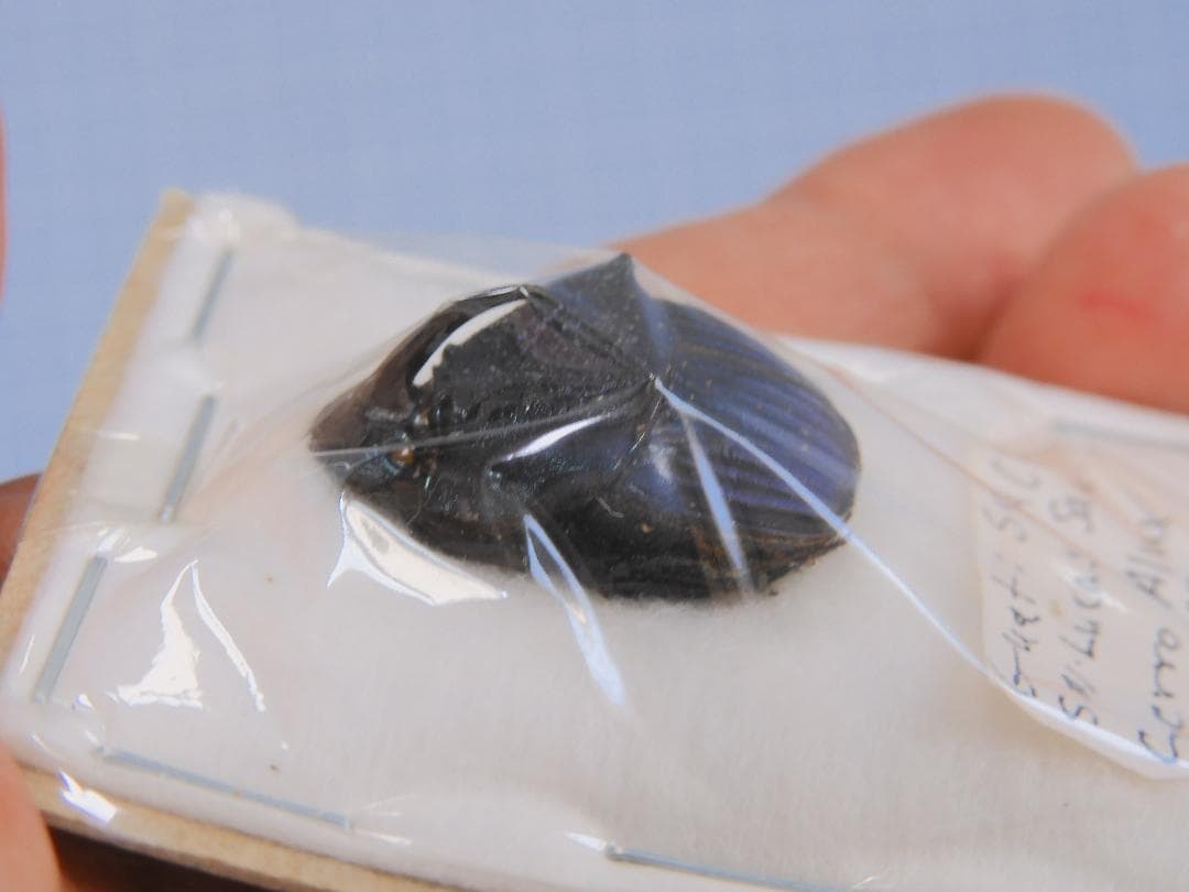 ガテマラエンシス　ニジダイコクコガネ　22mm