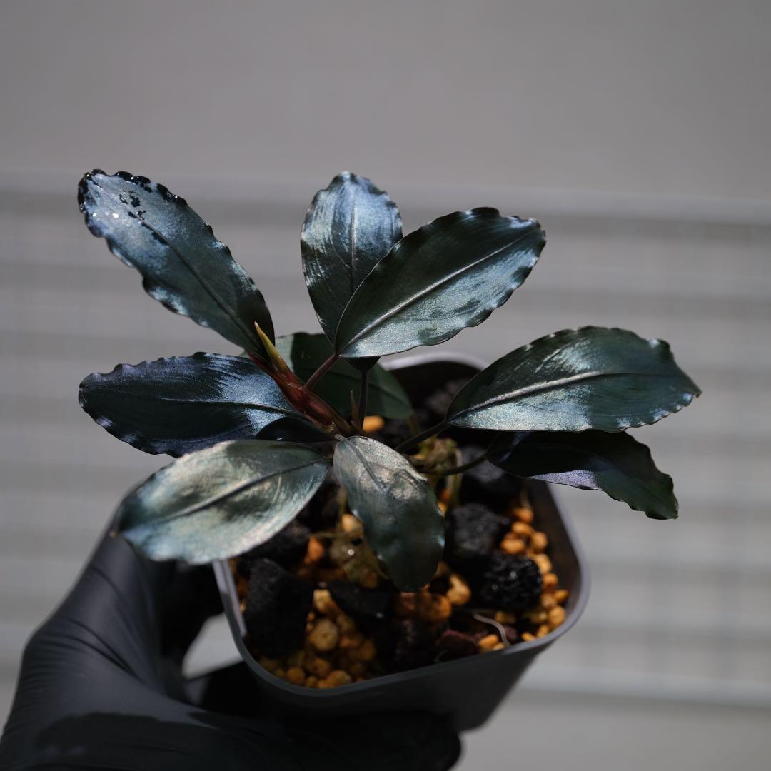 ヤーマンさんBUCEPHALANDRA Nanga Pino SuperBlue