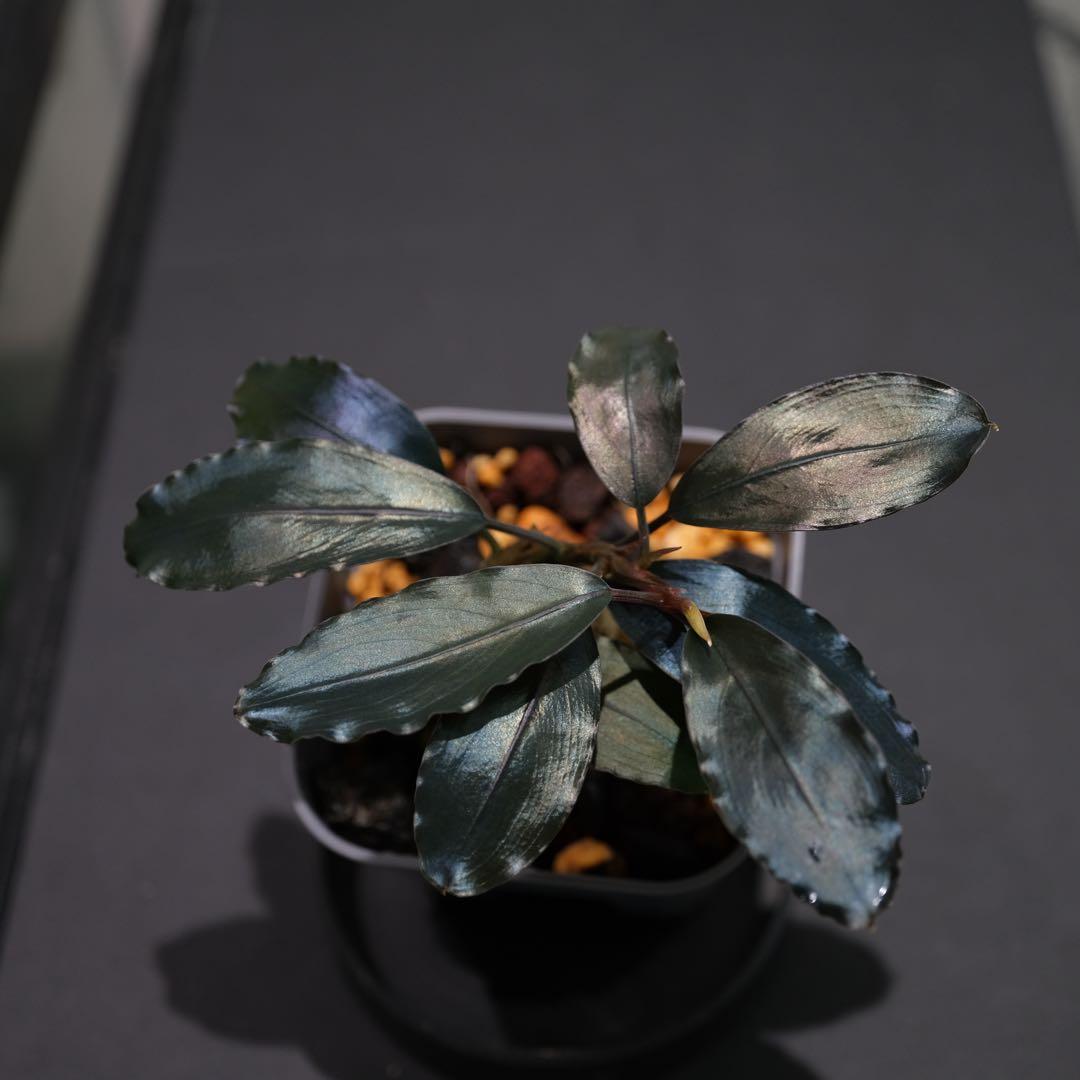 ヤーマンさんBUCEPHALANDRA Nanga Pino SuperBlue