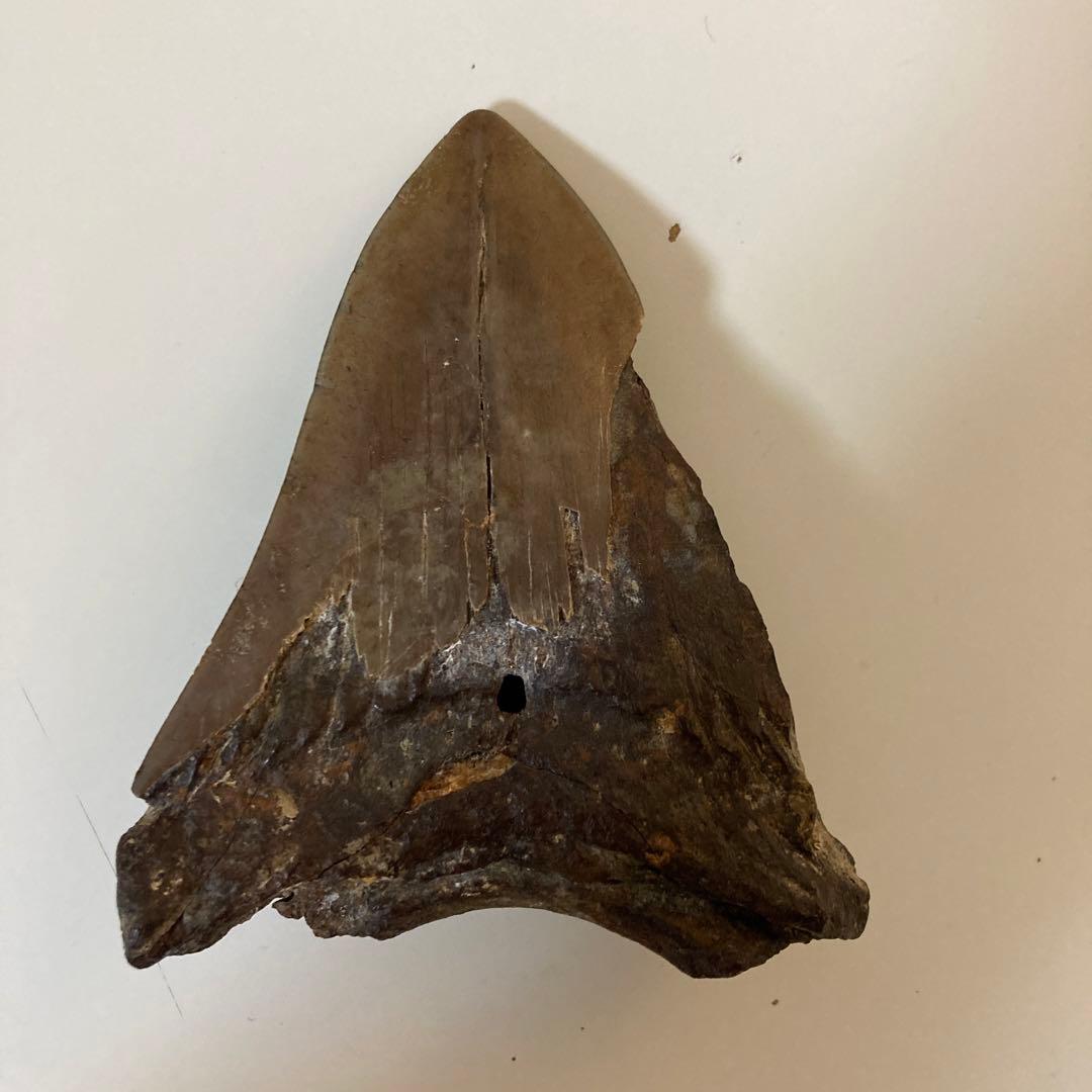 メガロドン歯化石