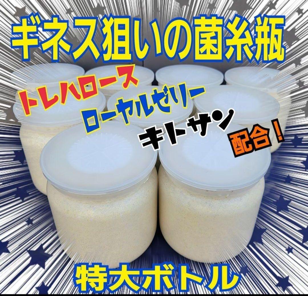 極上！ヒマラヤひらたけ菌糸瓶　特大1500ml【6本】国産オオクワ85ミリ実績！