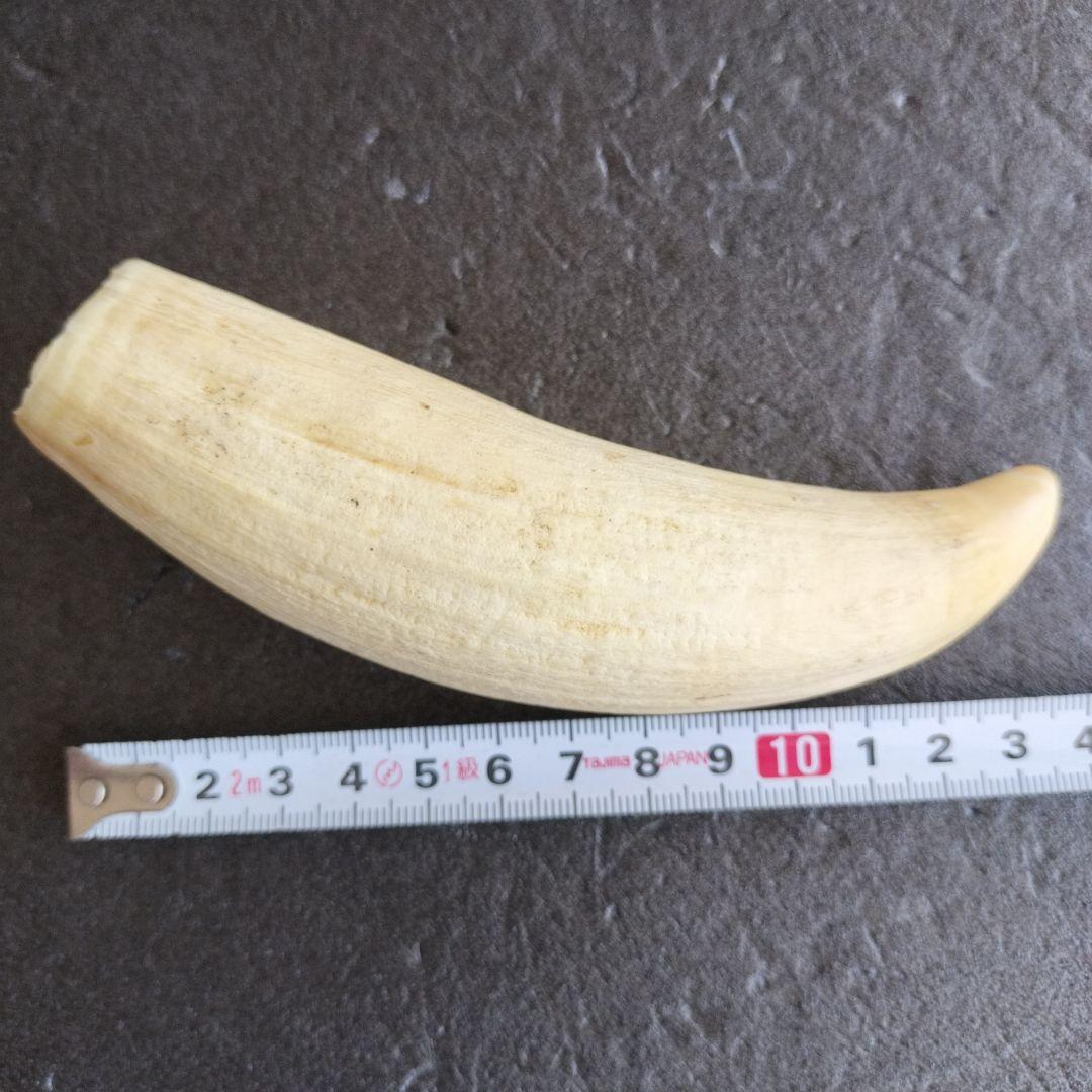 マッコウクジラ歯　牙　未加工　199グラム【工芸素材に】