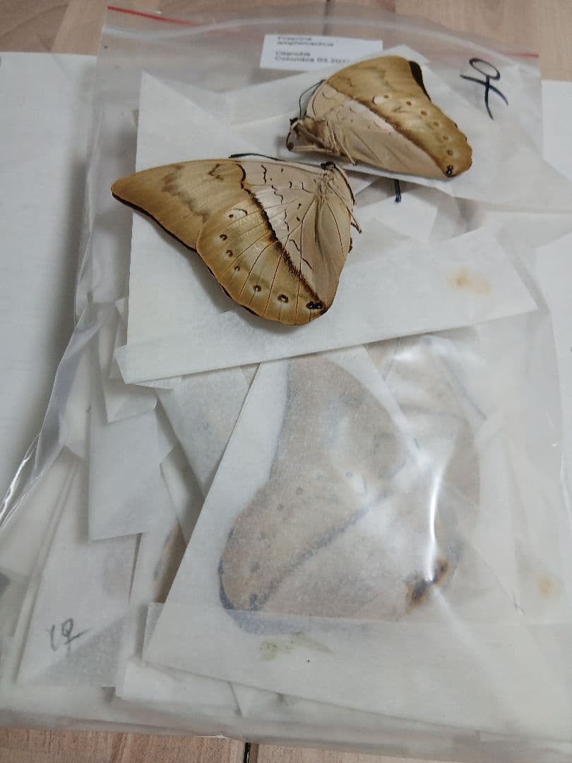 海外産標本｜ペルー産 蝶類 昆虫標本