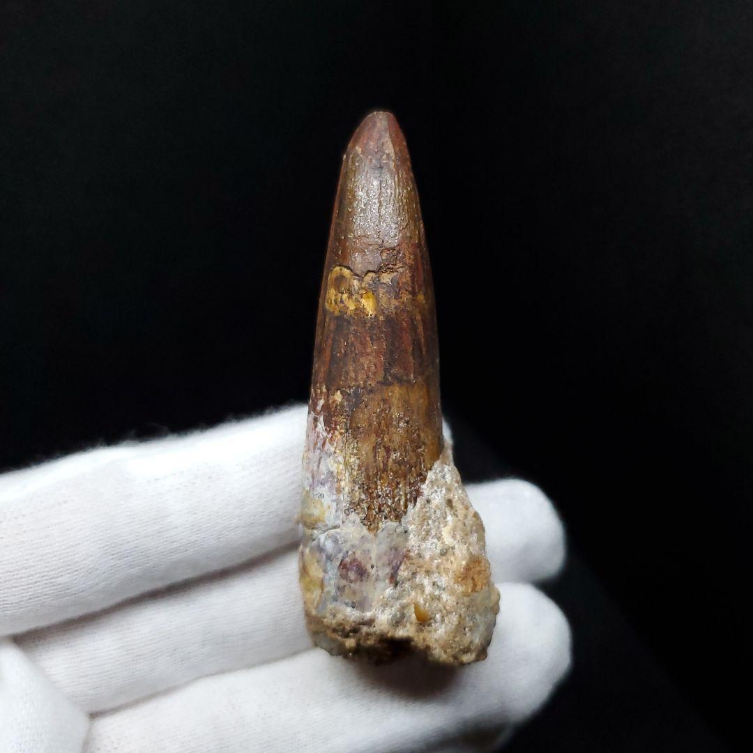 スピノサウルス 本物 モロッコ産 62.70mm sp450