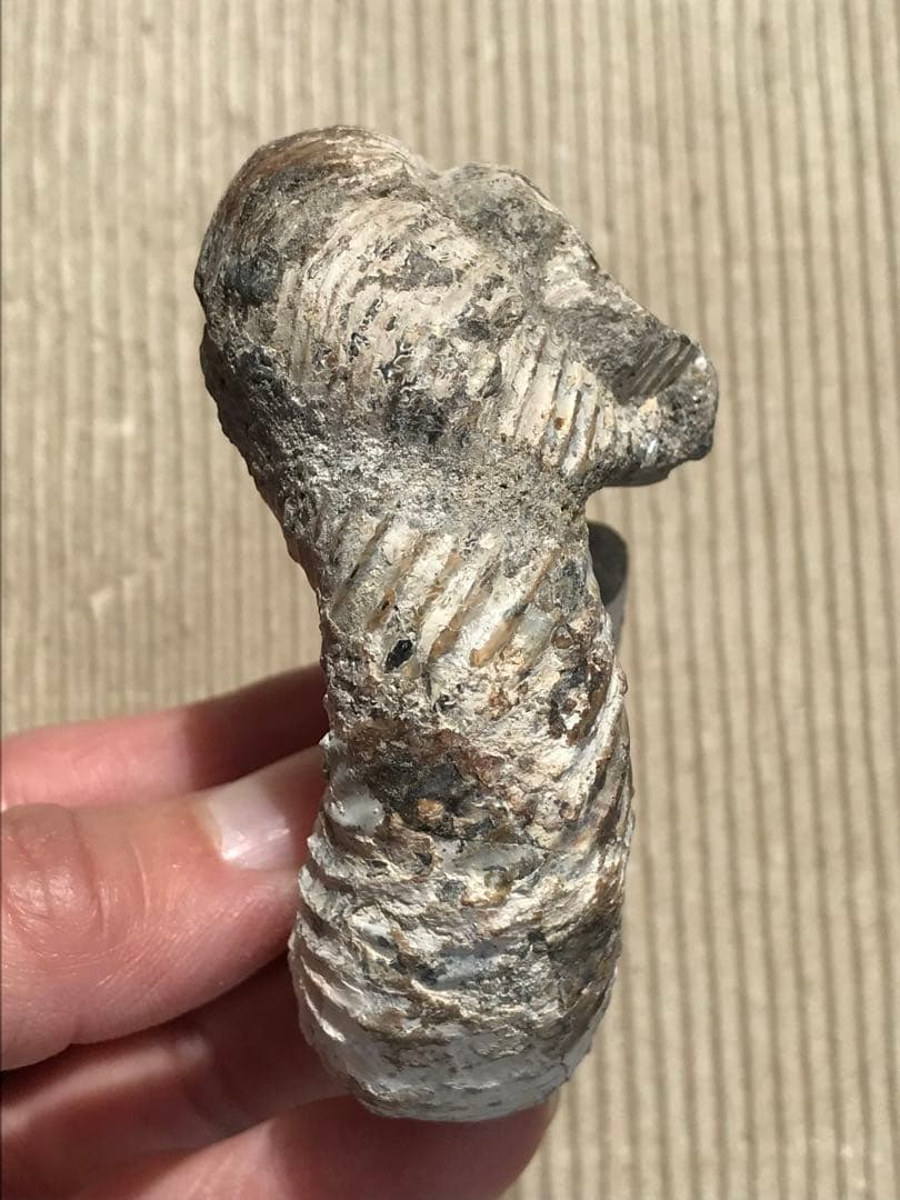 マダガスカル産　アンモナイト化石（ノストセラス）母岩なし　稀少