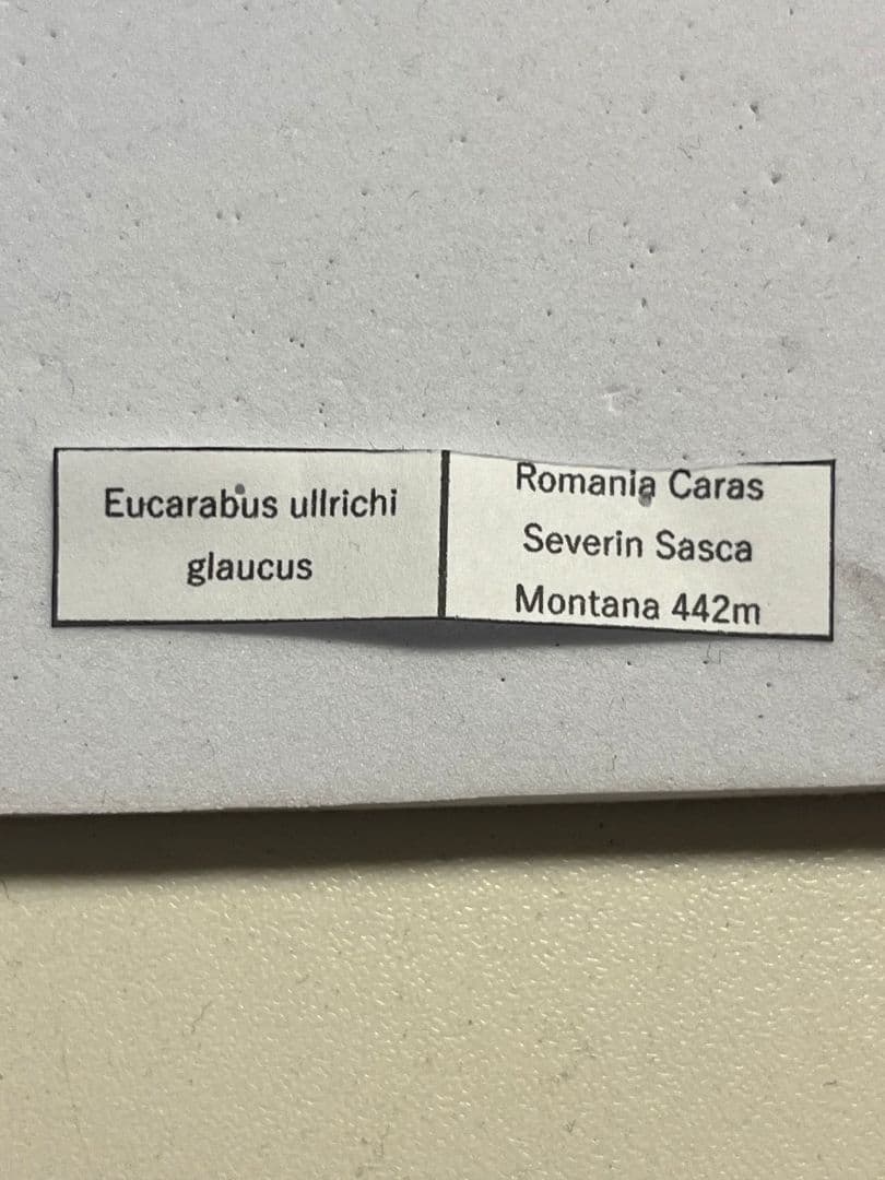 【32mm】Eucarabus ulrichi オサムシ カブリモドキ標本