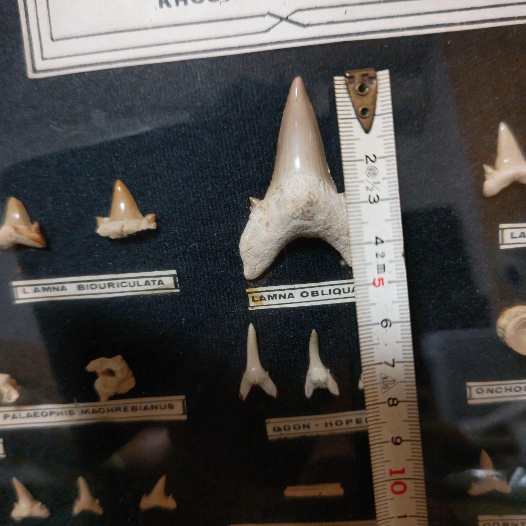 モロッコ産サメの歯化石標本