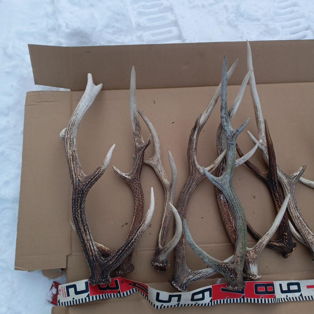 鹿の角 大型　犬のおもちゃ、工芸品などにどうぞ　26番