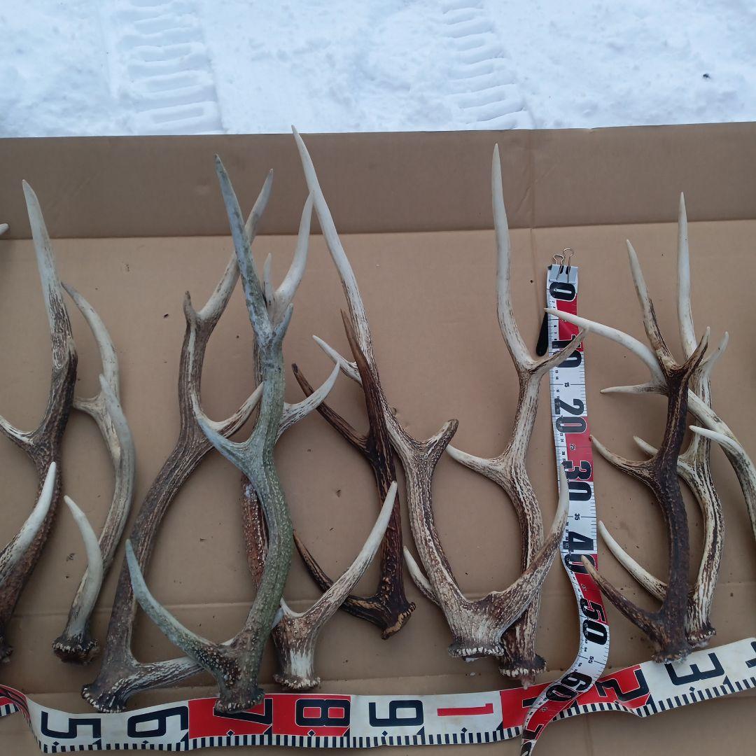 鹿の角 大型　犬のおもちゃ、工芸品などにどうぞ　26番