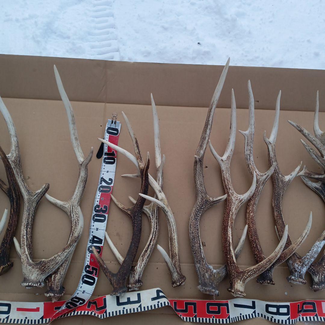 鹿の角 大型　犬のおもちゃ、工芸品などにどうぞ　26番