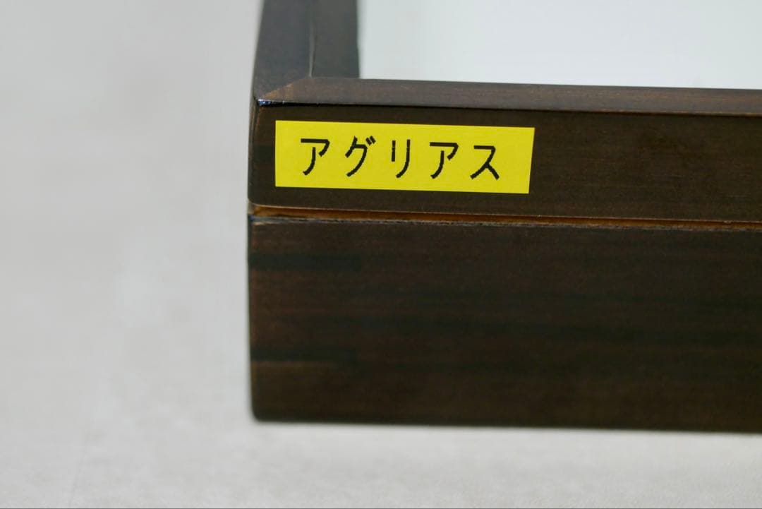 蝶標本 プレポナ アグリアス/アカルリオビタテハ/アミドンミイロタテハ ドイツ箱