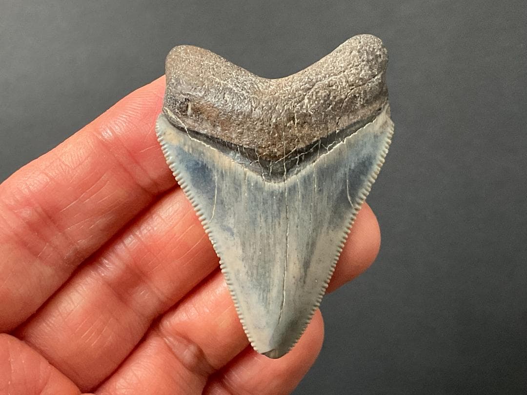 メガロドンの歯 [MG219] 化石 サメ