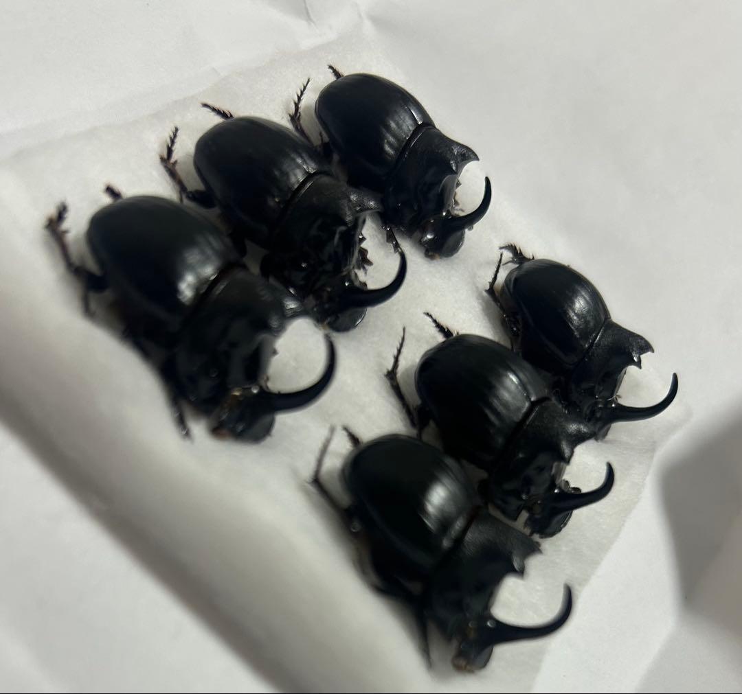 専用　標本　ダイコクコガネ　6頭