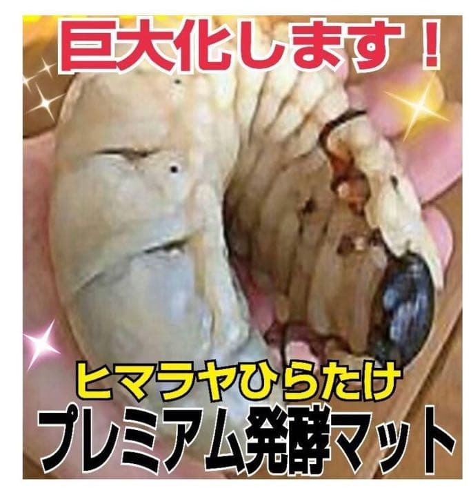 大人気！雑虫がわかない！完全室内製造！極上！プレミアム発酵カブトムシマット　8袋