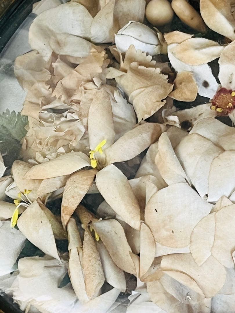 アンティークフランスナポレオンIII グローブドマリエ湾曲ガラスフレーム布花