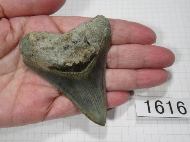 化石 サメの歯　メガロドン　インドネシア　7.2cm　No.1616