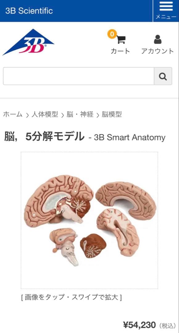 脳模型 5分解モデル 3B Smart Anatomy 実物大　新品未使用