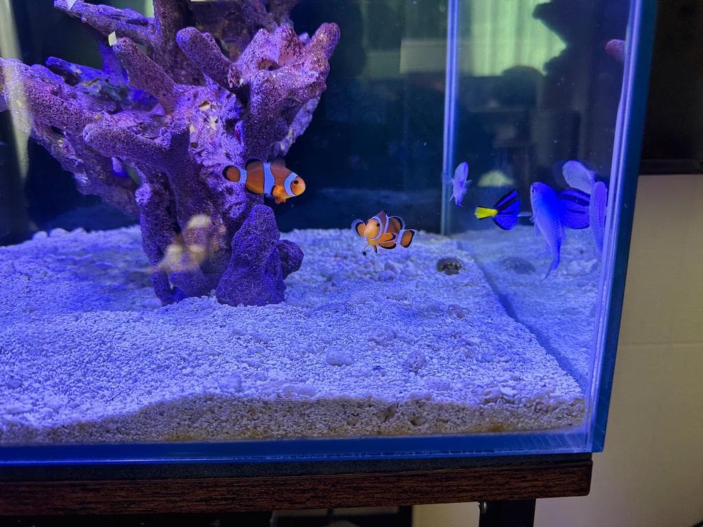 海水魚 飼育セット 一式 初心者OK 40cm水槽 名古屋引取