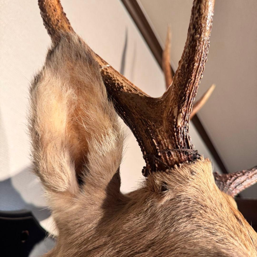 ハンティングトロフィー 鹿の剥製 壁掛けインテリア ニホンジカ 鹿 剥製