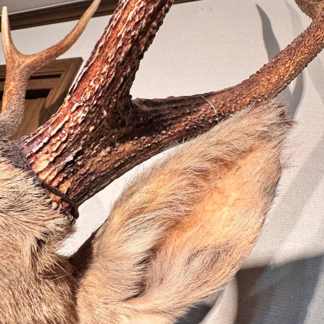 ハンティングトロフィー 鹿の剥製 壁掛けインテリア ニホンジカ 鹿 剥製