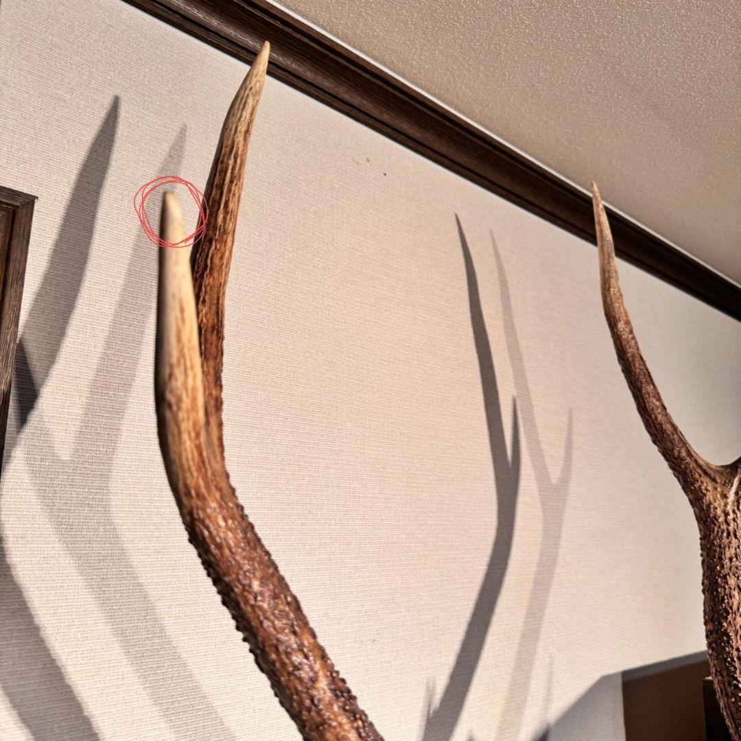 ハンティングトロフィー 鹿の剥製 壁掛けインテリア ニホンジカ 鹿 剥製