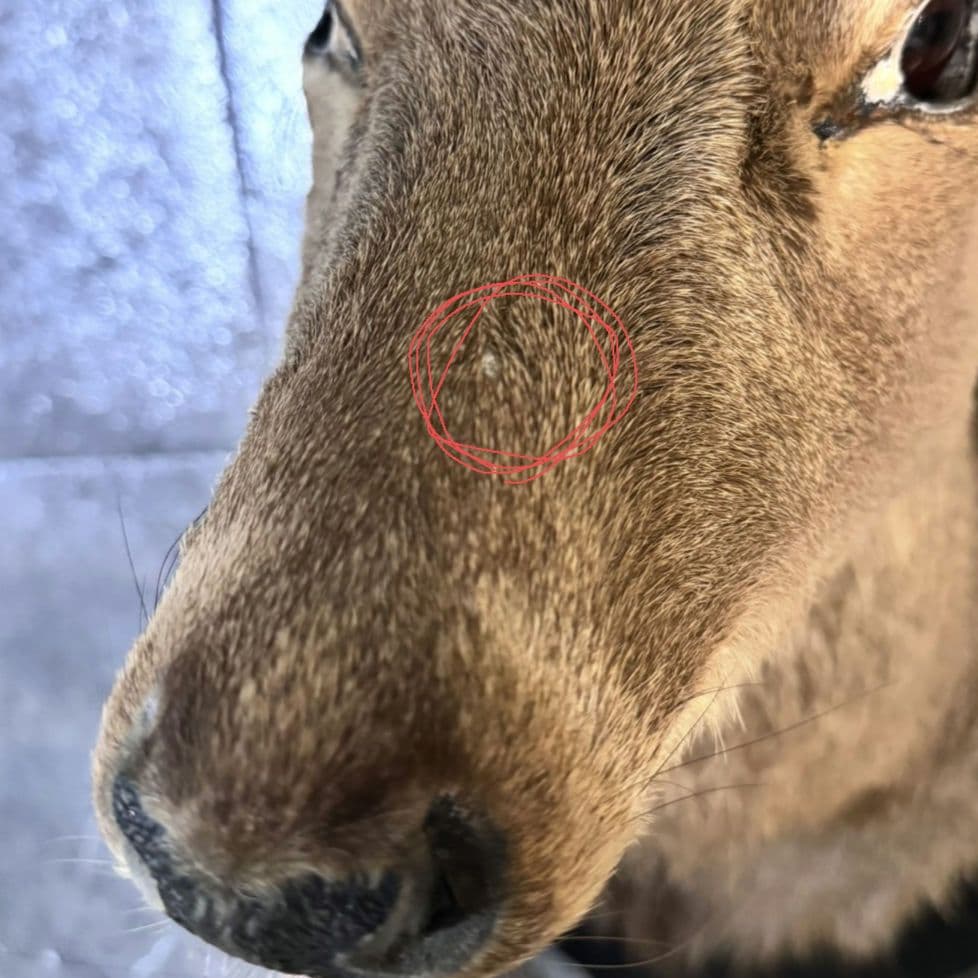 ハンティングトロフィー 鹿の剥製 壁掛けインテリア ニホンジカ 鹿 剥製