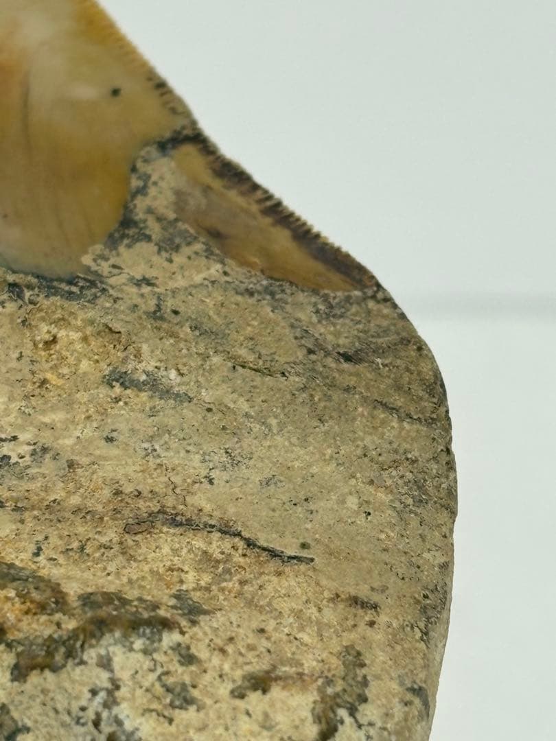 化石 サメの歯メガロドンインネシア約13.2cm 約244g新生代第三紀中新世