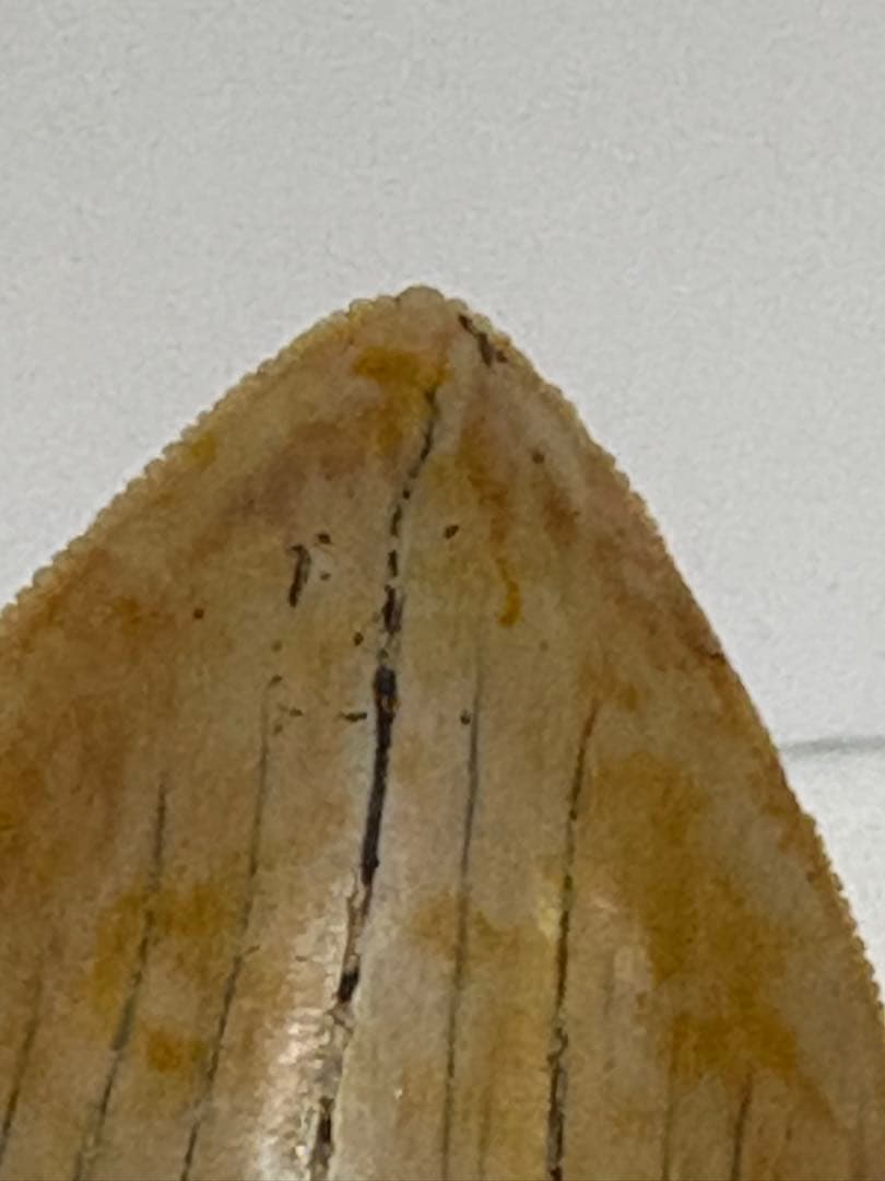 化石 サメの歯メガロドンインネシア約13.2cm 約244g新生代第三紀中新世