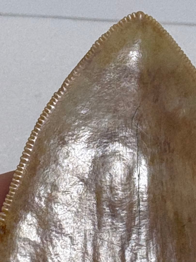 化石 サメの歯メガロドンインネシア約13.2cm 約244g新生代第三紀中新世